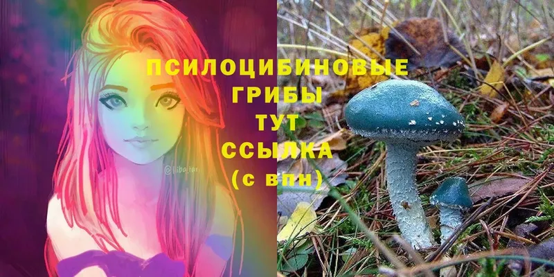 Псилоцибиновые грибы Psilocybe  Киселёвск 